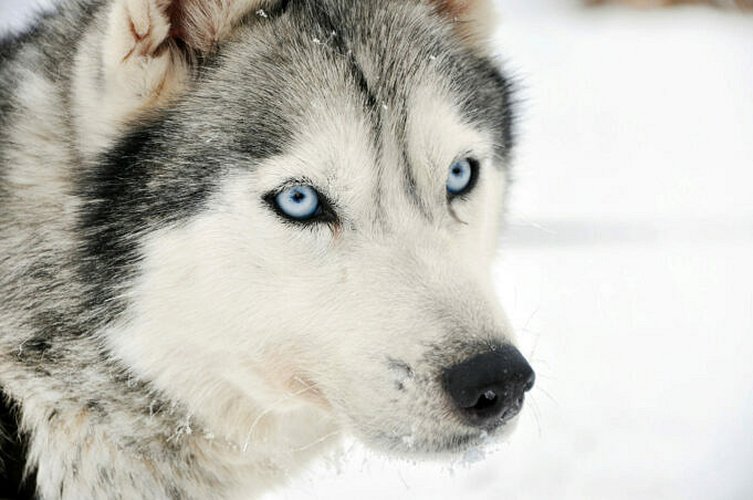12 Races De Chiens Similaires Aux Huskies Avec Des Photos Des Chiens Qui Ressemblent a Des Loups