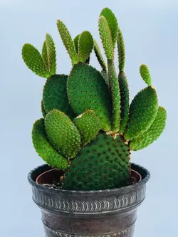 3 Opuntia Mycrodasis galement Connu Sous Le Nom De Bunny Ear Cactus