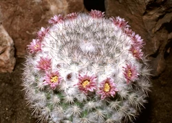6 Mammillaria Elongata galement Connu Sous Le Nom De Ladyfinger Cactus