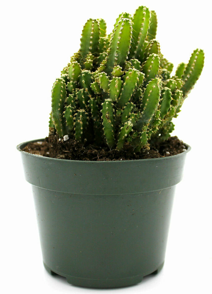 8 Plantes D'intérieur De Cactus Uniques Pour égayer Votre Journée