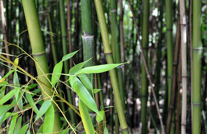 Bambou 101. La Façon Dont Les Feuilles De Bambou Sont Produites