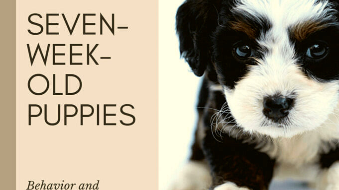 Comment Faire Du Puppy Mush Et Du Puppy Gruel Un Guide Rapide Et Facile