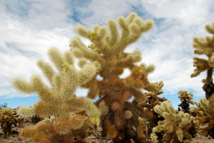 Guide De Cholla Cactus. Comment Prendre Soin De Cylindropuntia