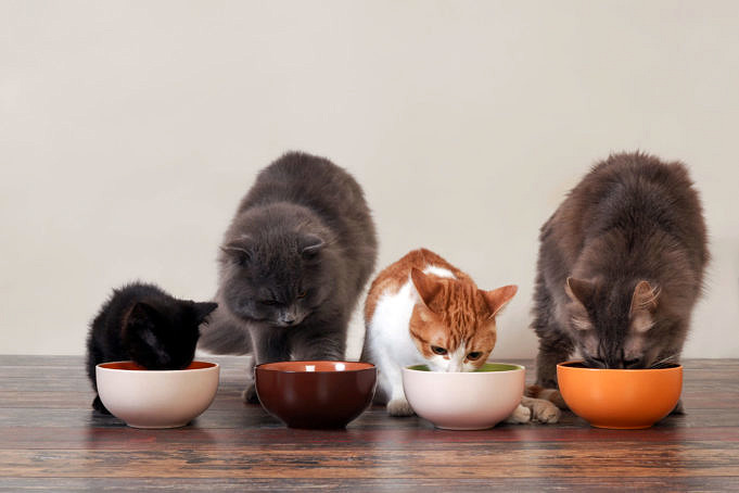 Les 25 Meilleurs Aliments Diététiques Pour Chats