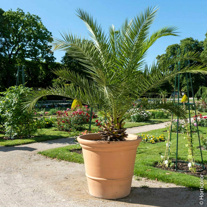 Palmiers De Jardin. Comment Planter Et Entretenir Les Palmiers De Votre Jardin