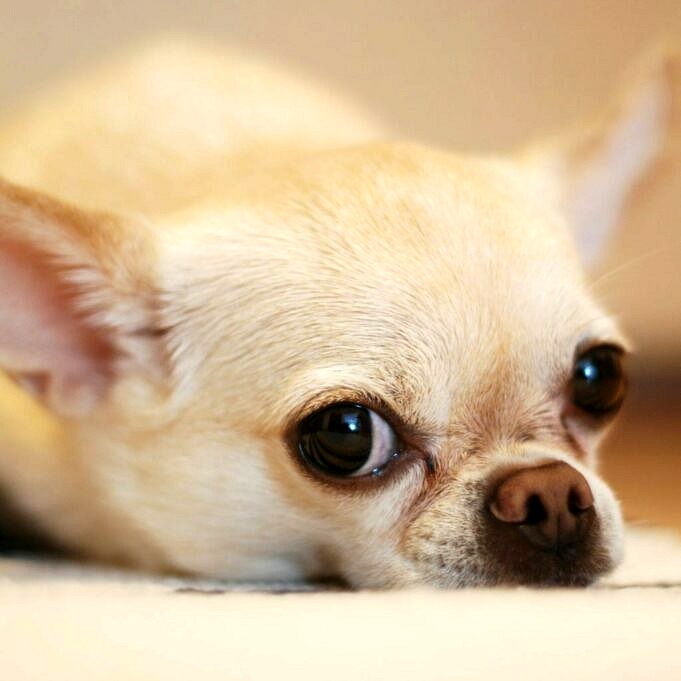 Pourquoi Les Chihuahuas Sont ils Si Mechants Explique